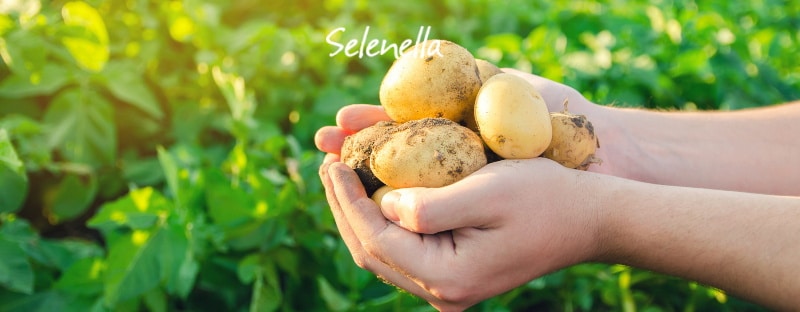 Agricoltura di precisione: cos’è e come funziona la precision farming - Il Blog di Selenella