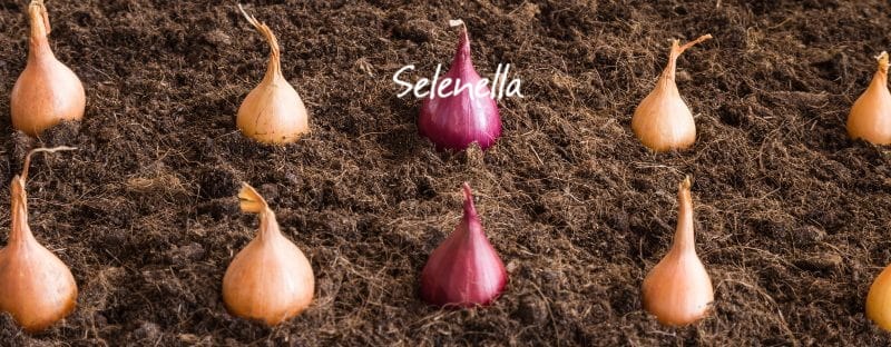 Come scegliere quali cipolle piantare - Il Blog di Selenella