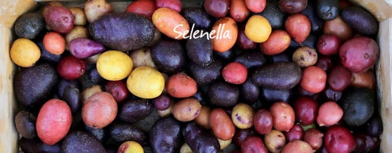 Alla scoperta delle patate in Italia Alla scoperta delle patate in Italia - Il Blog di Selenella