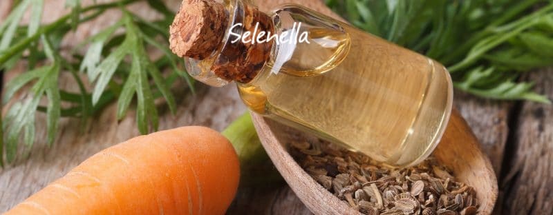 Le carote in fitoterapia: proprietà e usi - Il Blog di Selenella