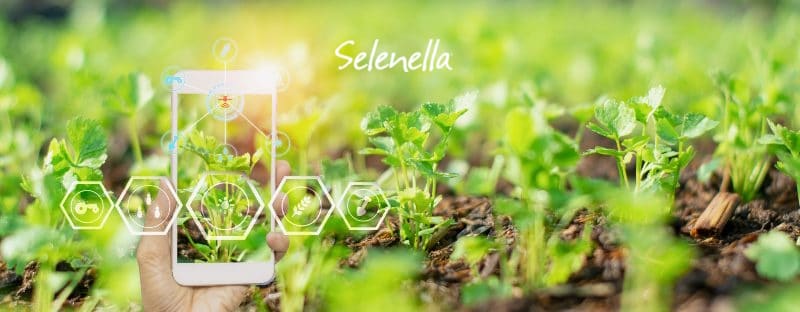Innovazione in agricoltura: tecnologia, sostenibilità e filiere virtuose Innovazione in agricoltura: tecnologia, sostenibilità e filiere virtuose - Il Blog di Selenella