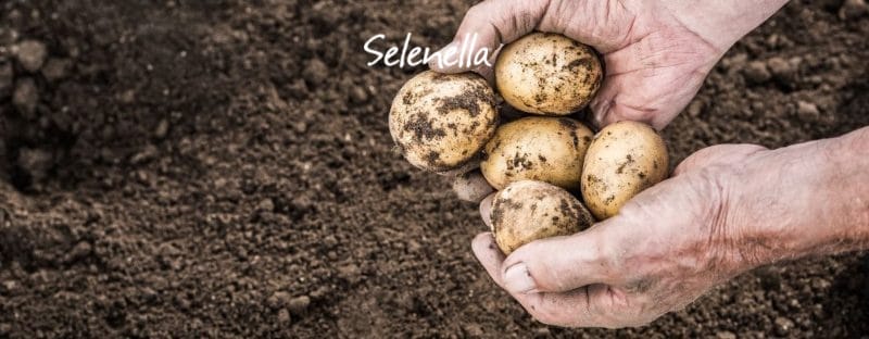 Quando raccogliere le patate novelle - Il Blog di Selenella