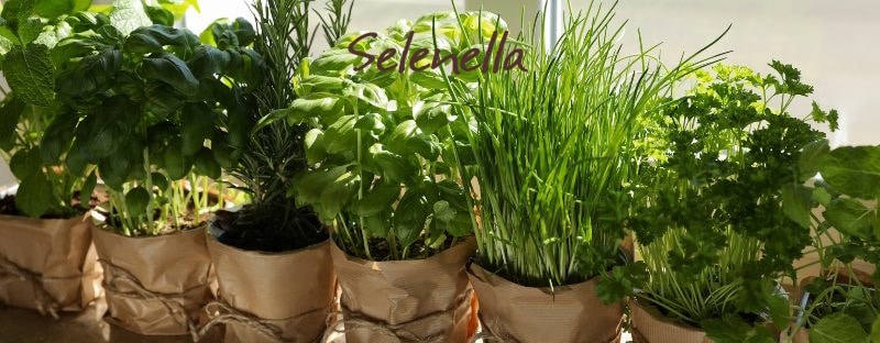 5 erbe aromatiche da coltivare e usare in cucina - Il Blog di Selenella