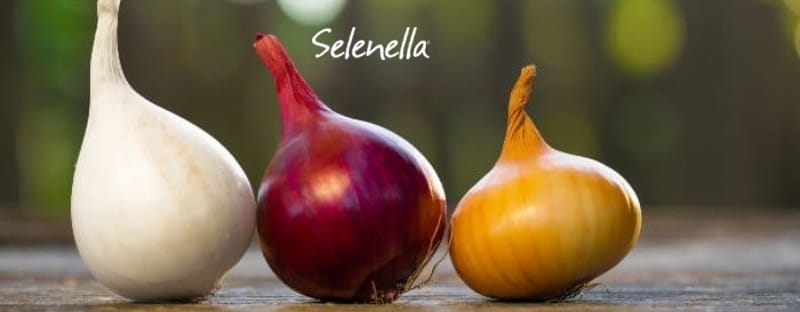 Alla scoperta delle cipolle in Italia - Il Blog di Selenella