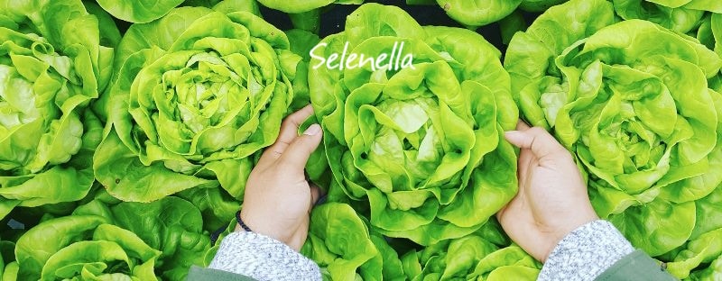 I lavori da fare a luglio nell’orto - Il Blog di Selenella