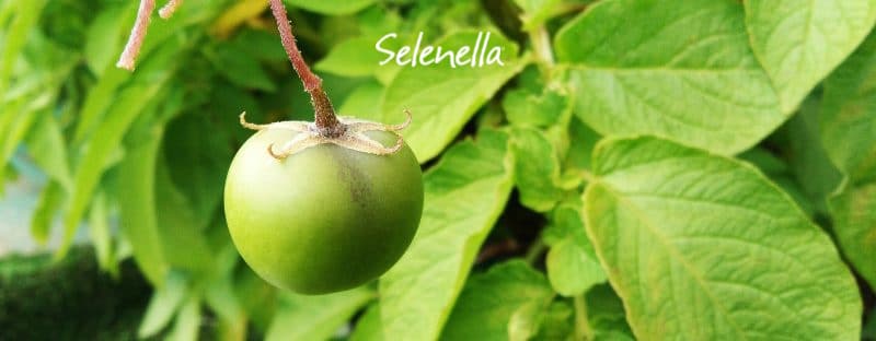 Le patate fanno i frutti? - Il Blog di Selenella