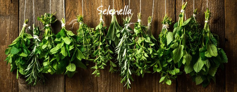 Come conservare le erbe aromatiche: idee e metodi - Il Blog di Selenella