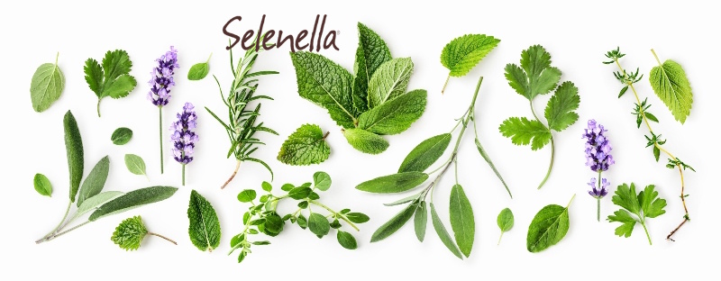 Erbe aromatiche fresche, come usarle - Il Blog di Selenella